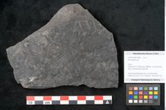 Foto (Objekt + Etikett) von Neuropteris sp.  (NHMW-GEO-2024-0188-10690)